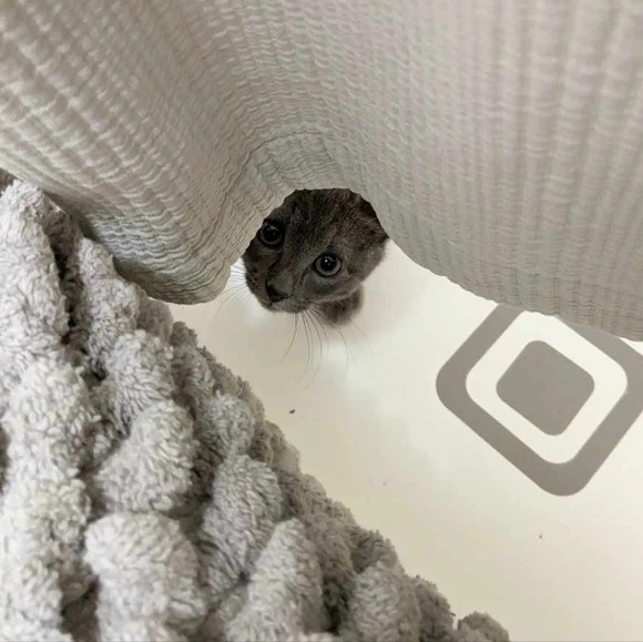 Wooden hand carved kitty cat feline figurine statue - Picture 6 of 6